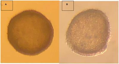 Birth of a Live Cria After Transfer of a Vitrified-Warmed Alpaca (Vicugna pacos) Preimplantation Embryo